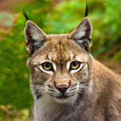 ARK WILDLIFE PARK NOW OPEN! ARK WILDLIFE PARK NOW OPEN!