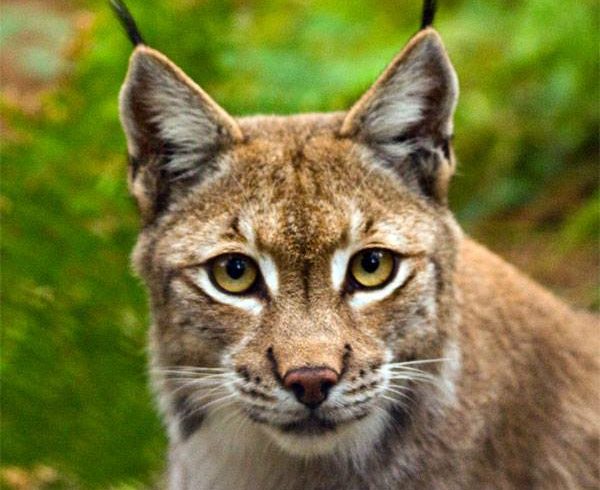ARK WILDLIFE PARK NOW OPEN! ARK WILDLIFE PARK NOW OPEN!